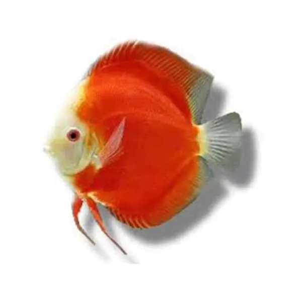 Symphysodon Super Red Melon