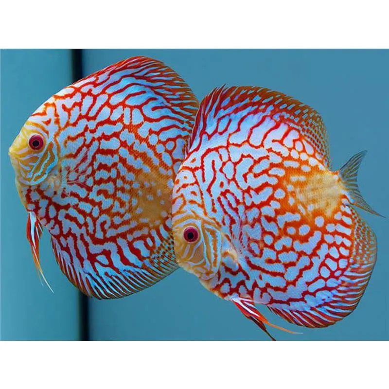 Symphysodon Turquoise Checkerboard