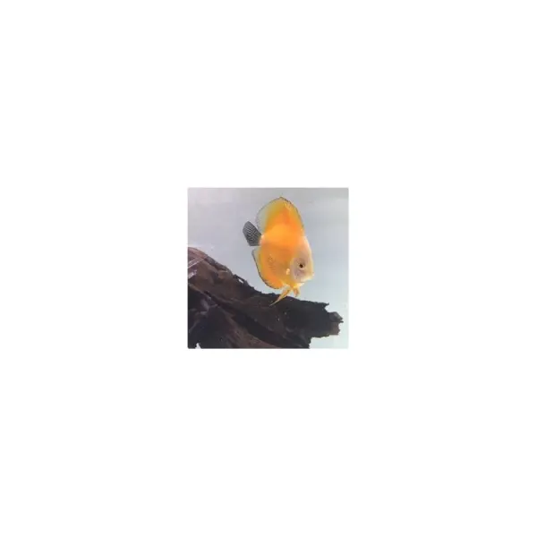Symphysodon yellow golden melon