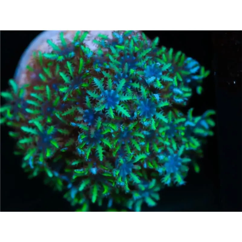 Sympodium sp. blue/green frag