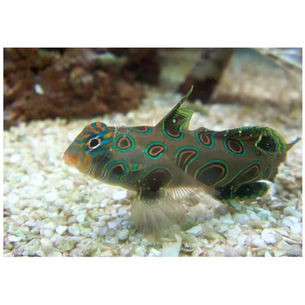 Synchiropus picturatus (green Mandarin)