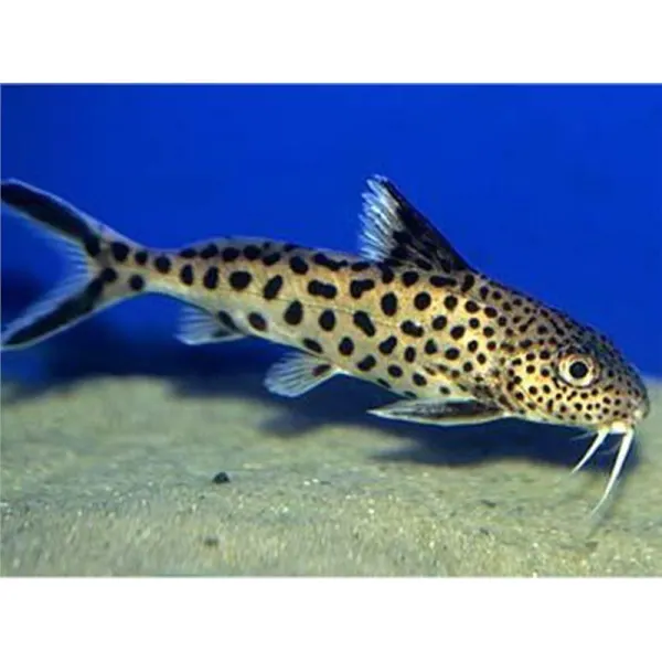 Synodontis multipunctatus sp.