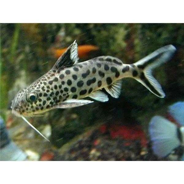 Synodontis multipunctatus sp. silver