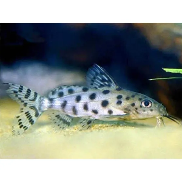 Synodontis ocellifer