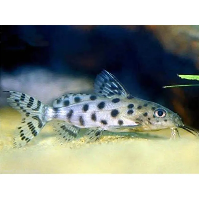 Synodontis ocellifer