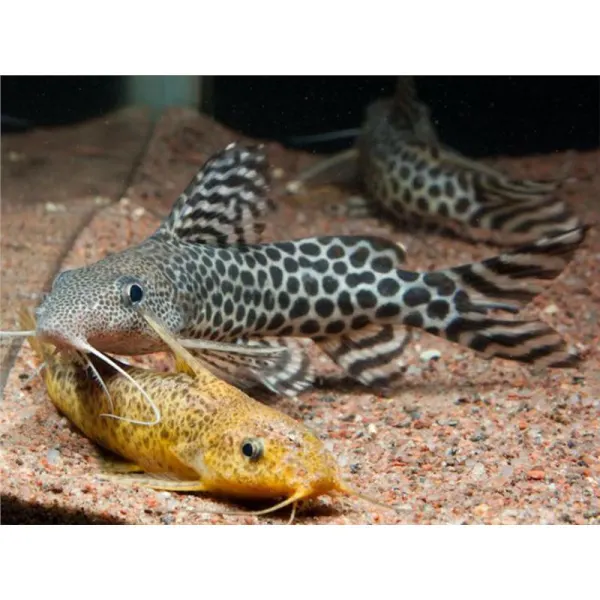Synodontis pardalis