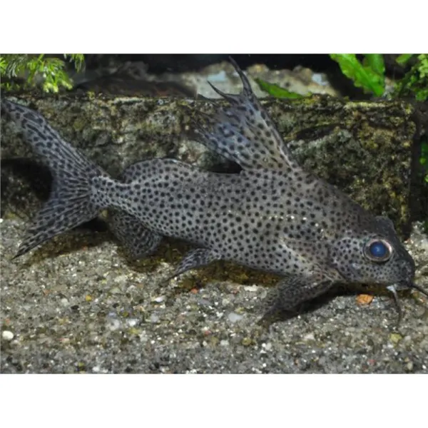 Synodontis velifer