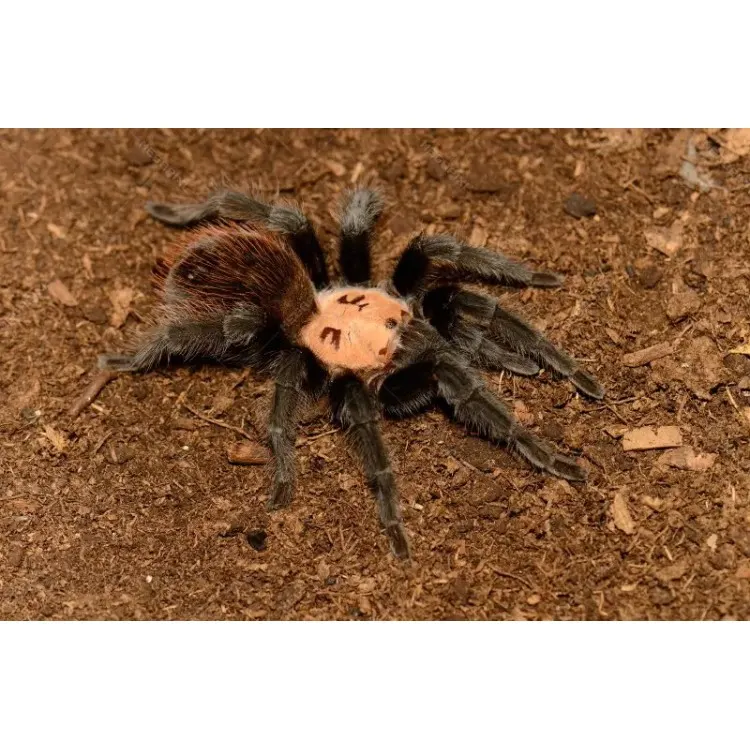 Tarantula Brachypelma ruhnaui