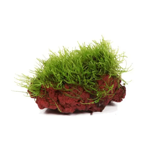 Taxiphyllum barbieri 'Java Moss' pe Lava Stone