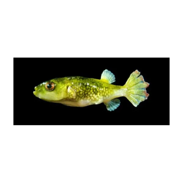 Tetraodon cutcutia