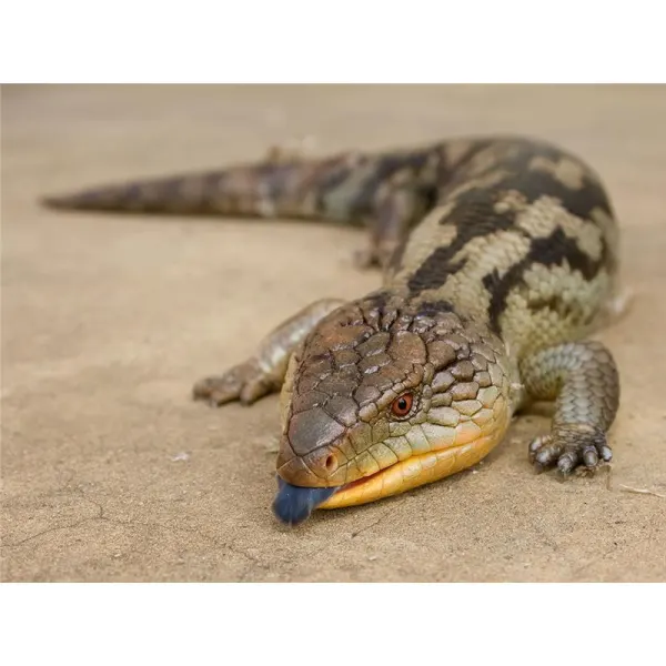 Tiliqua gigas CERAM