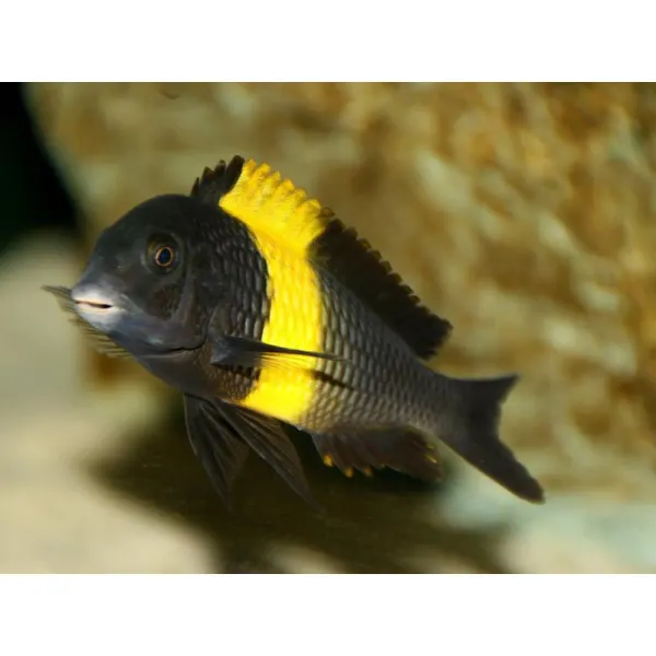 Tropheus moori kiriza