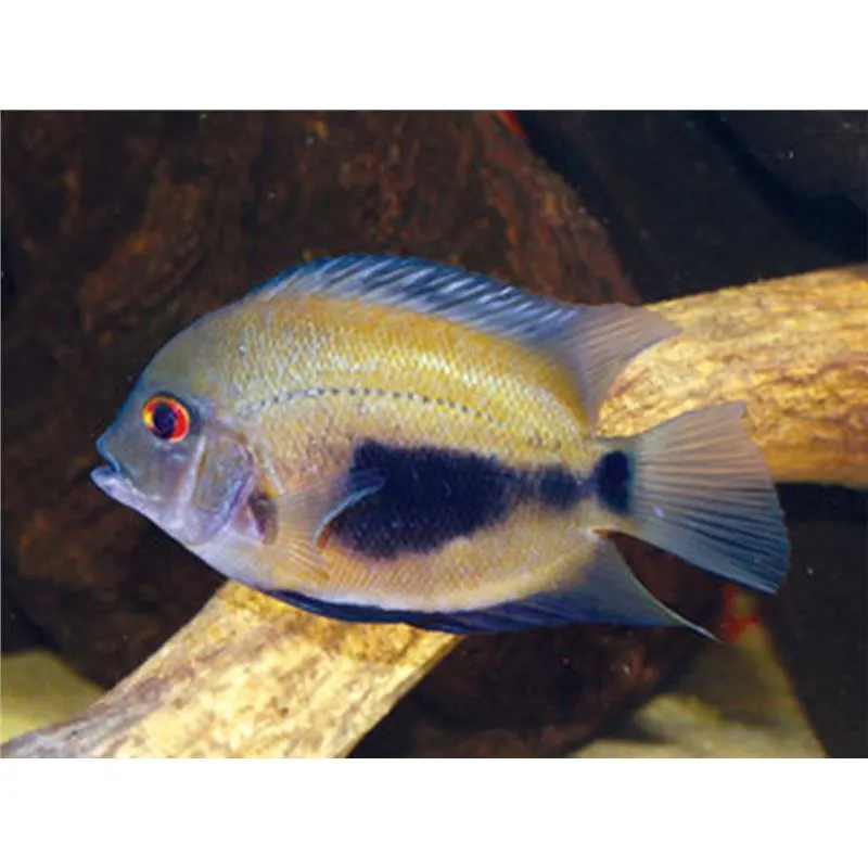 Uaru amphiacanthoides 'Triangle Cichlid Uaru'