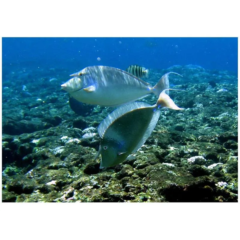 Unicornfish bluespine (Peste Unicorn cu Spini Albastri)
