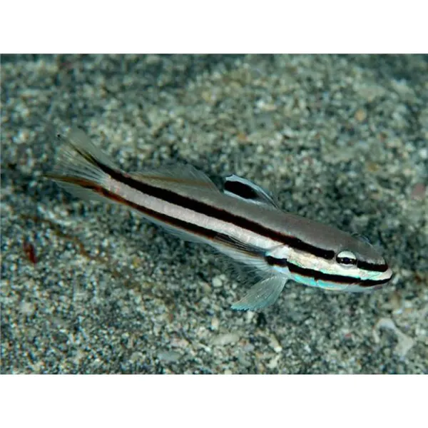 Valenciennea helsdingenii