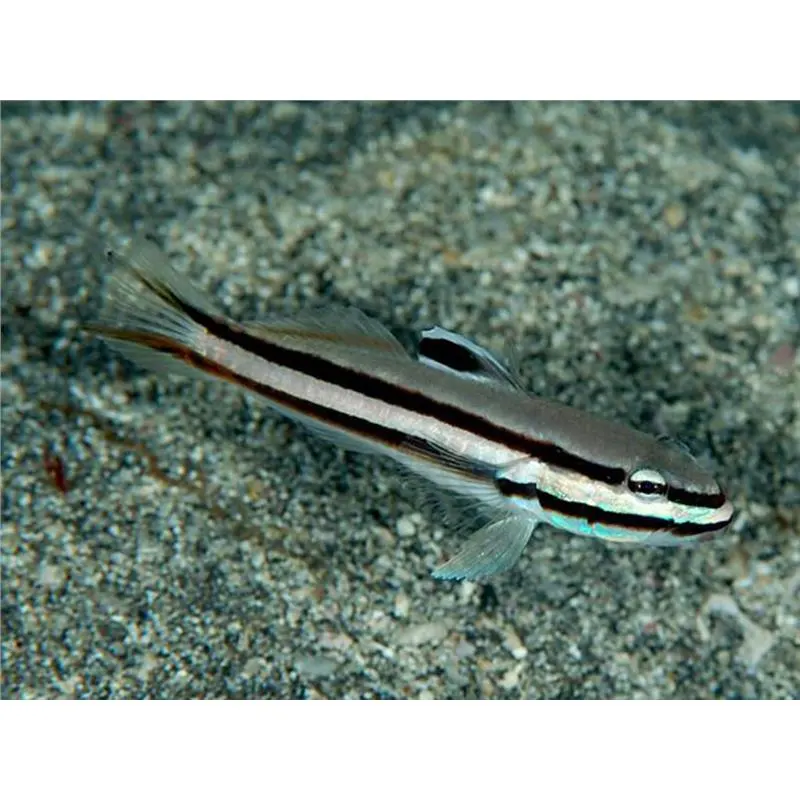 Valenciennea helsdingenii