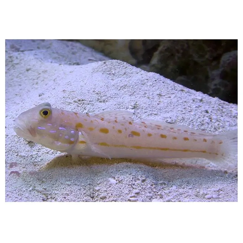 Valenciennea puellaris 'Maiden Goby'
