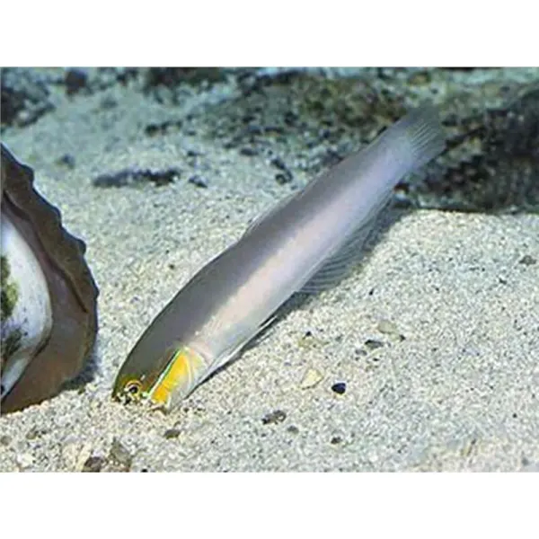 Valenciennea strigata