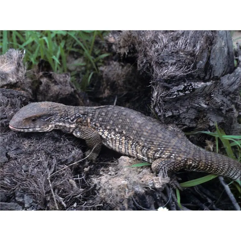 Varanus exanthematicus