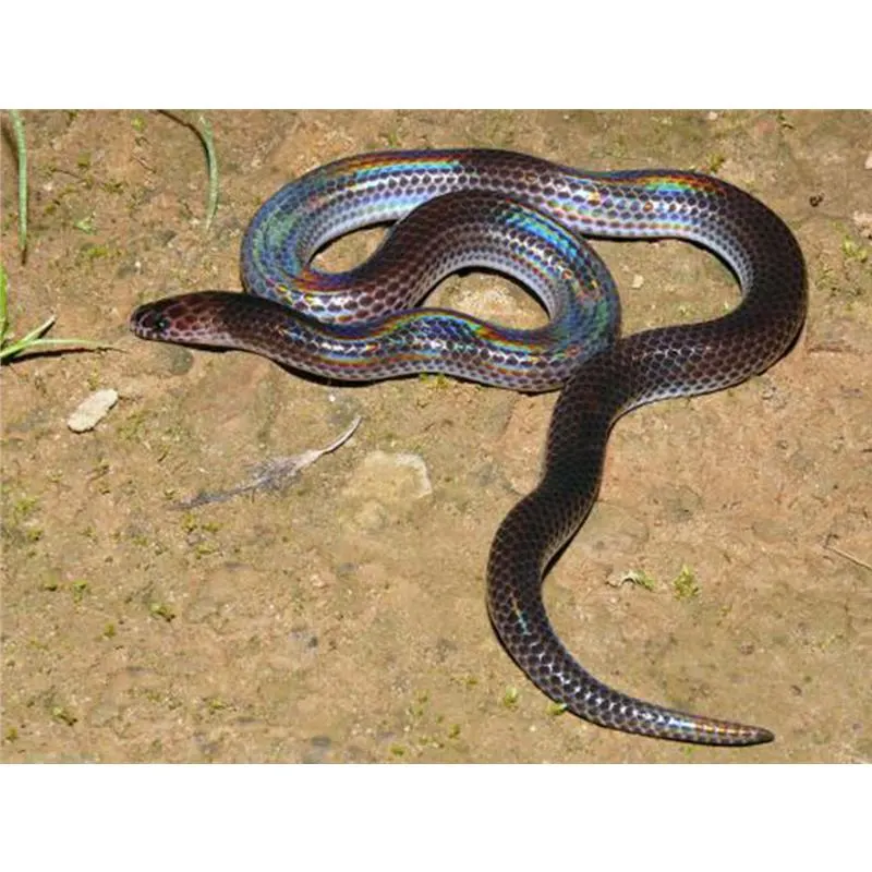 Xenopeltis unicolor